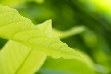 Closeup nature view of green leaf on blurred greenery background in garden at morning sunlight with copy space using as background natural green plants landscape, ecology, fresh wallpaper concept.