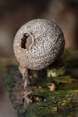 Lycoperdon perlatum close-up on a rotten log