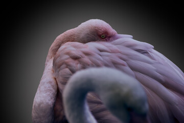 Close-up of a pink flamingo with a lovely dark background