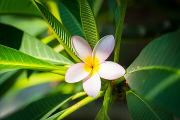 Fototapeta premium Frangipani flower or plumeria flower Bouquet on branch tree in the morning on nature green leaf background. Plumeria is white and yellow and light pink petal blooming is beauty in the garden park.