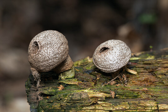 two puffballs Lycoperdon perlatum on a rotten log