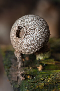 Lycoperdon perlatum close-up on a rotten log