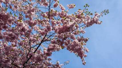 Sakura blossom flowers. Lots of pink petals of cherry flowers at spring sunny day. Sakura blooming tender bright pink on blue sky background.