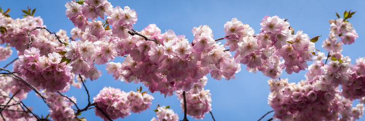 Sakura blossom flowers. Lots of pink petals of cherry flowers at spring sunny day. Sakura blooming tender bright pink on blue sky background.