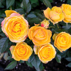 Various varieties of roses outdoors in a flowerbed as a decoration of the park.