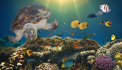 underwater paradise background - coral reef wildlife nature collage with sea turtle and colorful fish background
