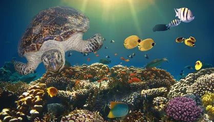 Gardinen Korallenriff underwater paradise background - coral reef wildlife nature collage with sea turtle and colorful fish background  © Solarisys