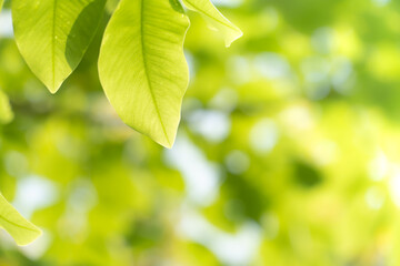 Closeup nature view of green leaf on blurred greenery background in garden at morning sunlight with copy space using as background natural green plants landscape, ecology, fresh wallpaper concept.