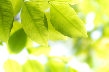 Closeup nature view of green leaf on blurred greenery background in garden at morning sunlight with copy space using as background natural green plants landscape, ecology, fresh wallpaper concept.