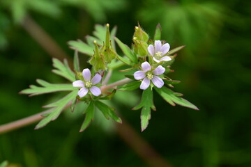 野原の花と草