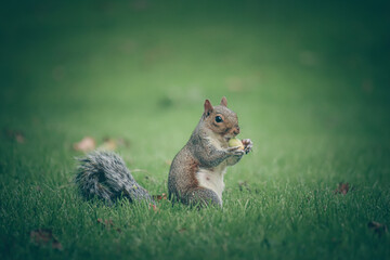 Naklejka na ściany i meble British grey squirrel in the park