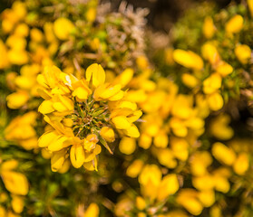 A close up view of Yellow Gorse with defocussed background on the Pembrokeshire coast neart to Tenby, South Wales on a sunny day