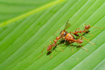 Ant action standing.Red ants are climbing green vines,,Concept team work together Red ant,Weaver Ants (Oecophylla smaragdina),Action of ant carry food