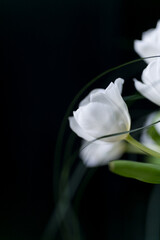 Naklejka na ściany i meble beautiful white tulips on black background