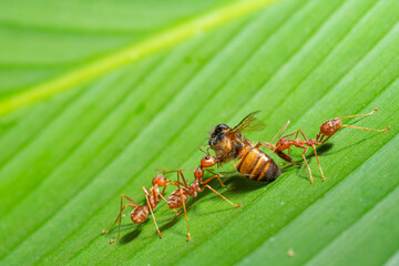 Ant action standing.Red ants are climbing green vines,,Concept team work together Red ant,Weaver Ants (Oecophylla smaragdina),Action of ant carry food