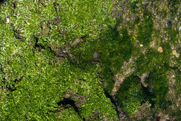 Moss on stones over, under blue sea background.