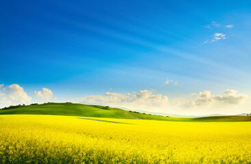 Fototapeta na wymiar art springtime rural landscape. rape spring field and blue sky horizon