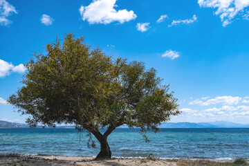 Sandy beach with tamarisk, tamarix or salt cedar tree. Blue sky background.