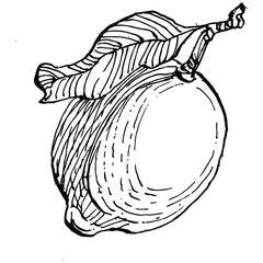 lemon isolated on white background.  Organic essential oil engraved style sketch. Beauty and spa, cosmetic ingredient. Great for label, poster, flyer, packaging