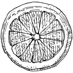 lemon isolated on white background.  Organic essential oil engraved style sketch. Beauty and spa, cosmetic ingredient. Great for label, poster, flyer, packaging