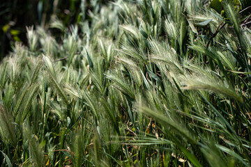 Hordeum Murinum, false, wall barley, green grass background.