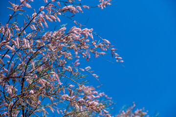 Tamarisk, salt cedar, barley, savory, partial branches background.