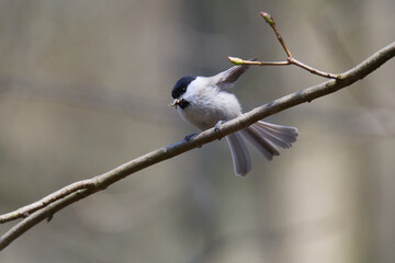 Sumpfmeise oder Nonnenmeise (Poecile palustris) mit Nistmaterial in der Oberlausitz