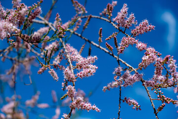 Tamarisk, salt cedar branches closeup view, blue sky background.