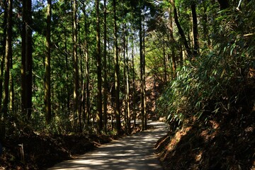 Sunlight Shining Through a Forest of cedar trees on a country dirt road in Yoshino, Nara prefecture, Japan - 日本 奈良 吉野山 杉の木  