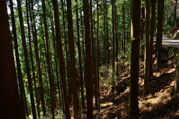 Obraz premium Sunlight Shining Through a Forest of cedar trees on a country dirt road in Yoshino, Nara prefecture, Japan - 日本 奈良 吉野山 杉の木 