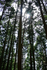 Sunlight Shining Through a Forest of cedar trees on a country dirt road in Yoshino, Nara prefecture, Japan - 日本 奈良 吉野山 杉の木  
