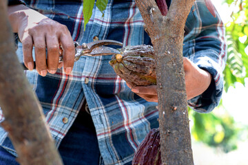 Hand of farmer cutting branches of Cacao fruit with pruning shears, Organic cocoa fruit pods in...