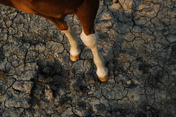 Young horse standing on dry cracked soil