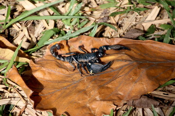 black scorpion on leaf sri lanka