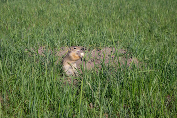 A wild Gopher eating near his hole in grass on meadow