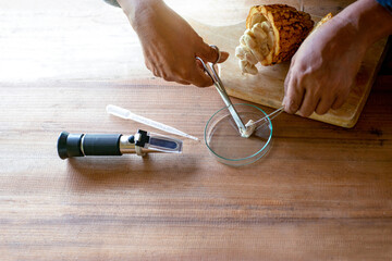 Hand of farmer checking the sweetness with Brix refractometer, Sweetness tester for testing the sugar of Cocoa fruit, top view