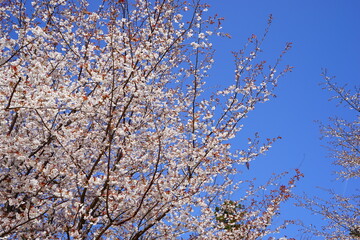 Yoshinoyama sakura cherry blossom . Mount Yoshino in Nara Prefecture, Japan's most famous cherry blossom viewing spot - 日本 奈良 吉野山の桜