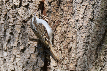 Gartenbaumläufer an einem Baum beim Nestbau