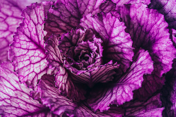 Closeup of colorful purple cabbage flower