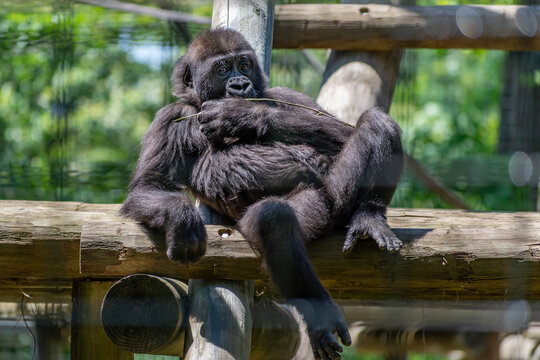 Closeup shot of a gorilla face in a zoo sitting on wooden timbers
