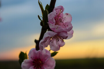 peach blossom