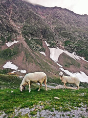 Fototapeta premium sheep in the high mountains