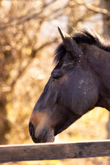 Obraz premium Portrait of a brown horse that has been rolling in mud
