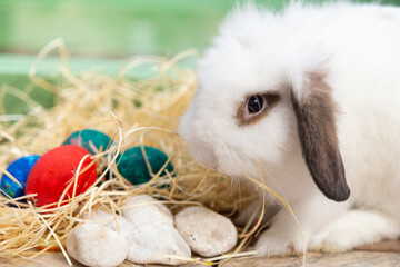Rabbit staring straight ahead, guarding Easter eggs.