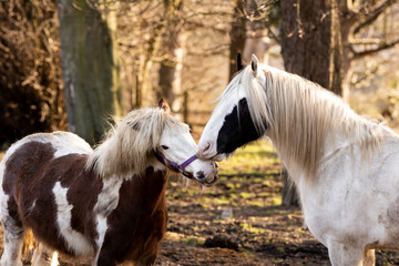 Two horses grooming and playing together