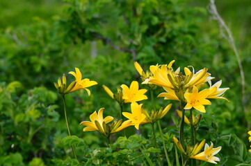 夏の湿原に咲く黄色い花