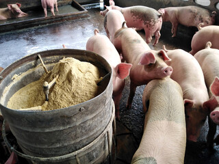 Non-standard pig farms. Pig density farms. - obrazy, fototapety, plakaty