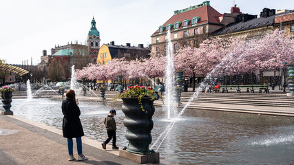 "Kungstradgarden" King's Garden is park in central Stockholm with sakura blooming and beautiful fountaines. Spring sunny day in April. Lots of people adult and childs walking outdoors. © GenоМ.