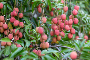 Close-up, big red lychee, lots of fruit. Green leaf lychee tree in agricultural garden Summer in Thailand is sweet.