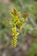 Bud, bloom, red currant, spring, garden, vegetable garden, natural, closeup, summer, plant, harvest, macro, bloom, foliage, bud, leaf, green, blossom, agriculture, life, bright, botany, young, red cur